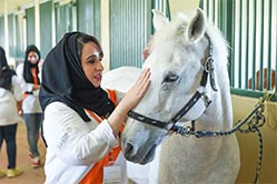 training with horses