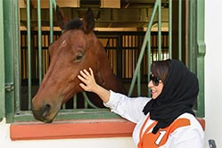 training and horses
