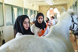 training horses UAE