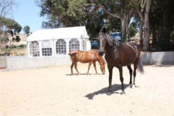 training with horses