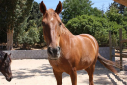 development with horses
