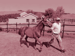 horses and development