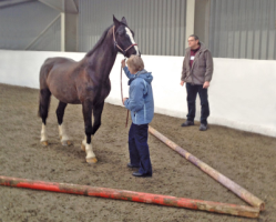 training and horses