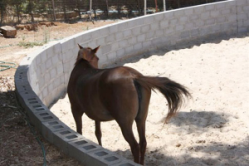 horses training