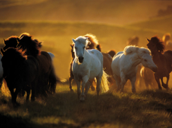 training with horses South Africa