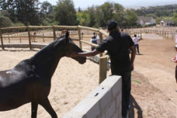training and horses