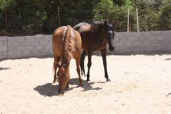 self development with horses