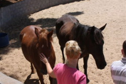 group training with horses